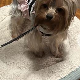 Roxie - Yorkshire Terrier
