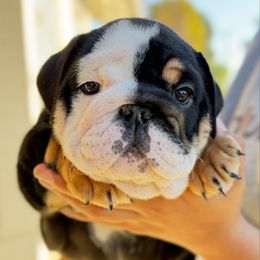 Girl 2 - Black tri-color female Bulldog puppy in Norco, California from Alizah Bulldogs