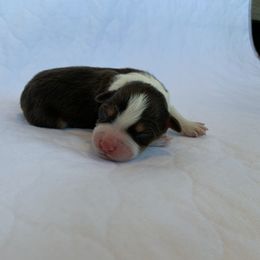 Mocha - Australian Shepherd puppy in St. Augustine, Florida from Ancient City Aussies