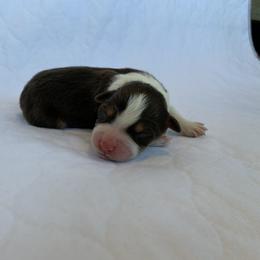 Mocha - Australian Shepherd puppy in St. Augustine, Florida from Ancient City Aussies