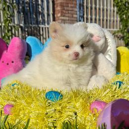 Girl 3 - Cream parti female Pomeranian puppy in San Jacinto, California from Savvypomeranians