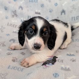 Shorts - Piebald male Dachshund puppy in Pelion, South Carolina from Doitsujin Dachshunds