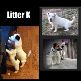 Beagle, Jack Russell Terrier, and Russell Terrier Puppies from Mountain Top