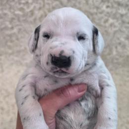 Ash (Grey Collar Puppy) - White and black male Dalmatian puppy in Centereach, New York from LINY Dalmatians