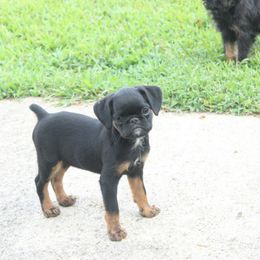 Black tan girl - Black and tan female Brussels Griffon puppy in Huntsville, Alabama from Tammy Koehler