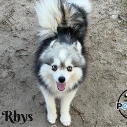 Rhy's - Pomsky