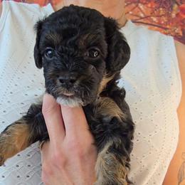 Pluto - Black tri-color male Aussiedoodle puppy in Prescott Valley, Arizona from Ramirez Family Doodles
