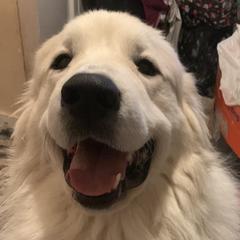 Gabe - Great Pyrenees