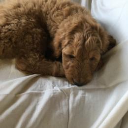 Goldendoodle Puppies from JEM’s doodles