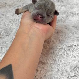 Girl 2 - Tricolors female French Bulldog puppy in Scobey, Montana from Hi-Line Frenchies