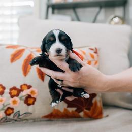 Rowan - Tri-color female Bernedoodle puppy in Murray, Utah from Sun Valley Doodles