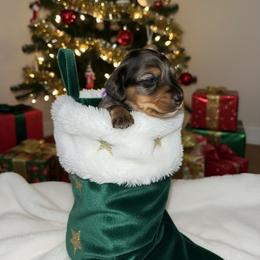 Elliot - Dapple male Dachshund puppy in Brazil, Indiana from King Duke Dachshunds