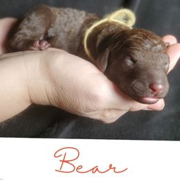 Bear - Chocolate female Labradoodle puppy in Siloam Springs, Arkansas from Siloam Doodles