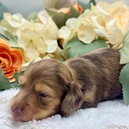 Gains - Dapple male Dachshund puppy in Exeter, California from Sawtooth Miniature Dachshunds