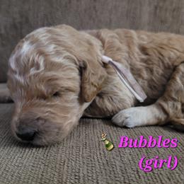 Goldendoodle Puppies from 3 Willows Goldendoodles