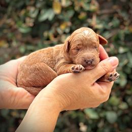 Purple Collar Girl - 3 Days Old - Cream female Poodle puppy in Modesto, California from Dry Creek Poodles