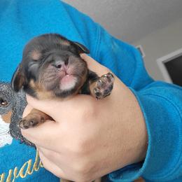 Beefcake - Black and tan male Cavalier King Charles Spaniel puppy in Grand Prairie, Texas from Westchester Cavaliers