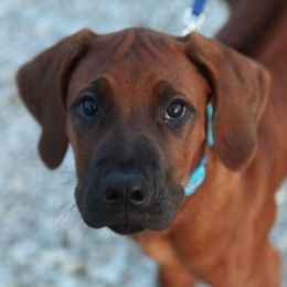 Rhodesian Ridgeback Puppies from Zenkosi Ridgebacks