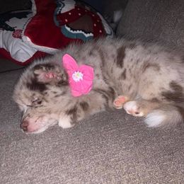 Pomsky Puppies from Pomskies 4 Dayz