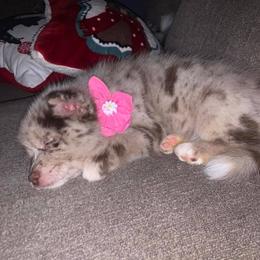 Pomsky Puppies from Pomskies 4 Dayz