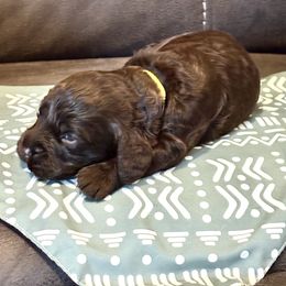 Neon Yellow - Liver male Boykin Spaniel puppy in Wilmington, North Carolina from Southern Kennels