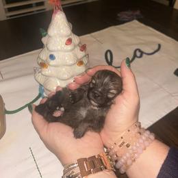 Bean - Black parti male Pomeranian puppy in Randleman, North Carolina from Luxurious Poms