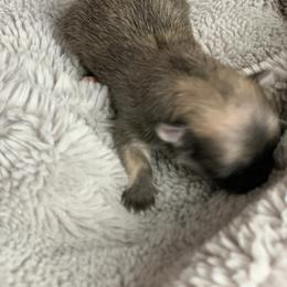 Pomeranian Puppies from Castor Poms