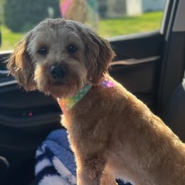 Sophia - Goldendoodle