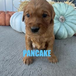 Pancake - Dark golden male Golden Retriever puppy in Rexburg, Idaho from Teton View Golden Retrievers