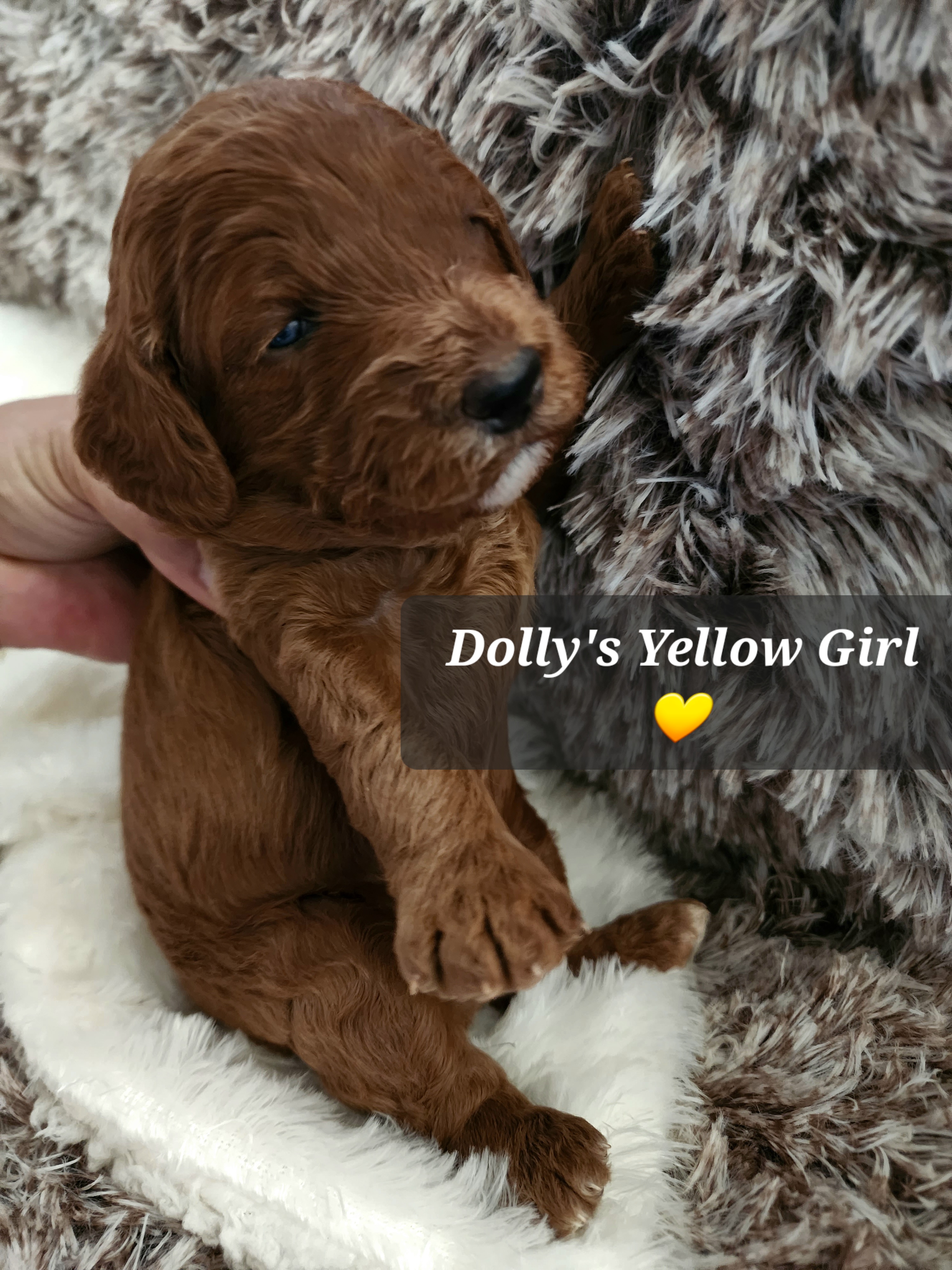 Yellow girl - Red  Goldendoodle puppy in Wellford, South Carolina from 4goldendoodles
