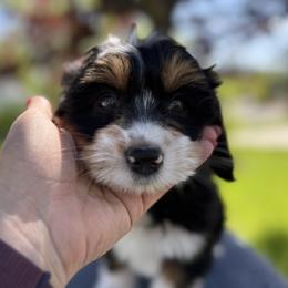 Australian Mountain Doodle, Bernedoodle, Cavapoo, and Goldendoodle Puppies from Angel Pups Deluxe