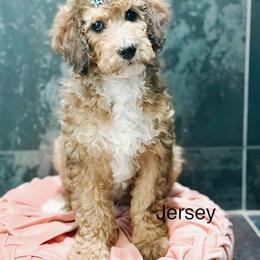 Jersey - Sable female Bernedoodle puppy in Pasco, Washington from Camp Doodle Woods