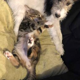 Wire Fox Terrier Puppies from Lyndon Meadow Farm