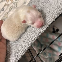 Pomeranian Puppies from Tinker