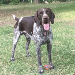 River  - German Shorthaired Pointer