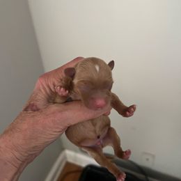 Adonis - Tan and white male Yorkshire Terrier puppy in Crossville, Tennessee from Lil Britches Yorkies