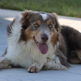 Finn - Border Collie