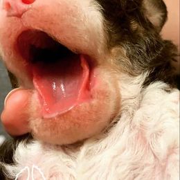 Bernedoodle Puppies from Natchez Trace Doodles