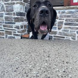 Ricin - Black and white female Great Dane puppy in Arlington, Texas from Scoober Danes