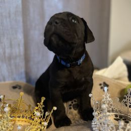 Cane Corso and Lowchen Puppies from High Royal Kennel