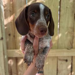 Mikey - Piebald male Dachshund puppy in Mountain Home, Arkansas from The Teacup Homestead Miniature Dachshunds