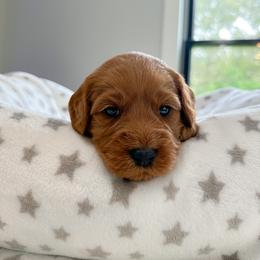 Black boy - Red male Australian Labradoodle puppy in Chelsea, Michigan from Michigan Labradoodles