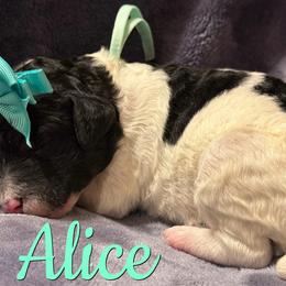Alice - Parti female Poodle puppy in Independence, Kansas from Malone Standard Poodles