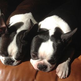 Boston Terriers from Deb's Bouncing Bostons