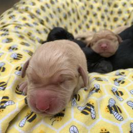 Brittany A black female - Black female Labrador Retriever puppy in Geneva, Florida from Salty Duck Retrievers