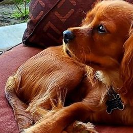Cavalier King Charles Spaniels from Abigails Fancy Fans Cavaliers