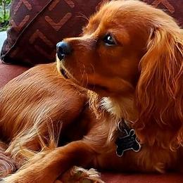 Cavalier King Charles Spaniels from Abigails Fancy Fans Cavaliers