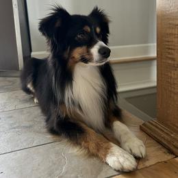Dipper - Toy Australian Shepherd