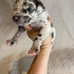 Great Dane Puppies from Parker's Great Danes