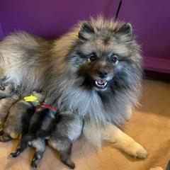Keeshond Puppies from Peregrine Keeshond